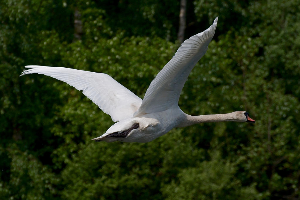 Swan in flight
