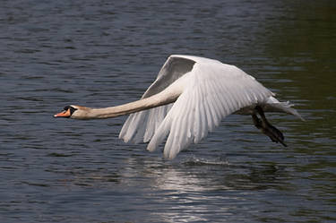 Swan in flight, 2