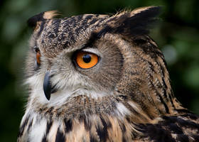 Bubo Bubo, up close