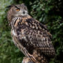 Eurasian Eagle Owl, perched