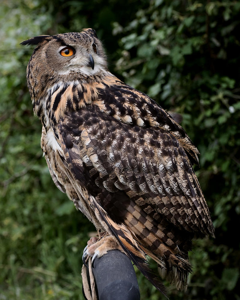 Eurasian Eagle Owl, perched
