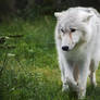 Arctic Wolf Cub