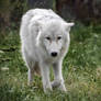 Arctic Wolf Cub 2