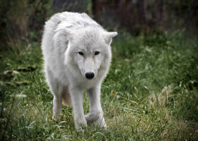 Arctic Wolf Cub 2