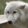 Arctic Wolf Cub 3