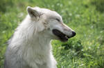 Arctic Wolf Cub 4