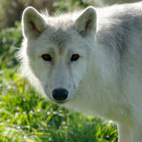 Arctic Wolf Cub 5