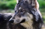 Wolf Cub 2