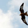 Red Kite In Flight