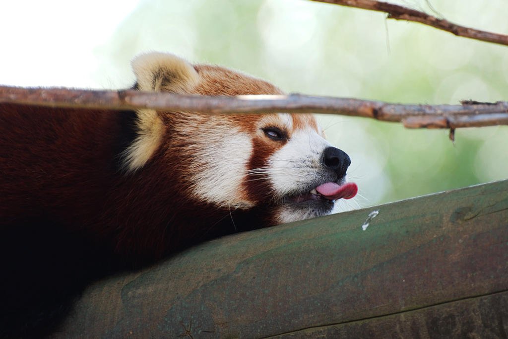 Unimpressed Red Panda