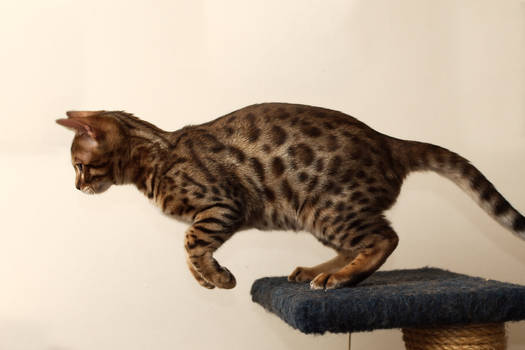 Bengal Kitten Leap