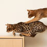 Competition