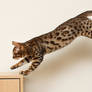 Bengal Kitten Leap 3