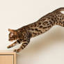 Bengal Kitten Leap 3