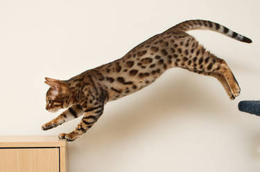 Bengal Kitten Leap 3