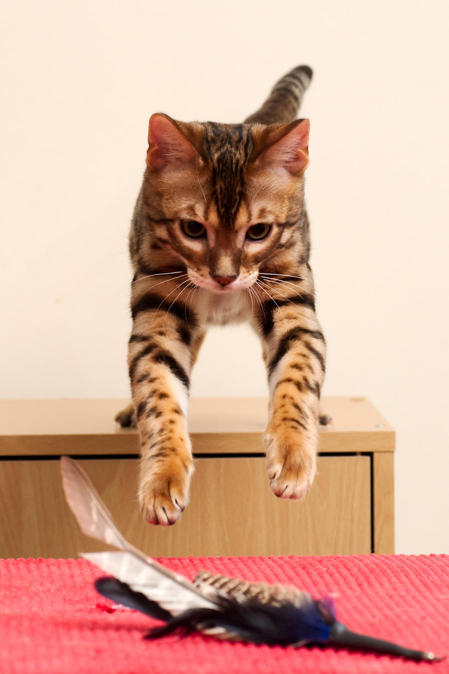 Bengal Kitten Forward Leap 1