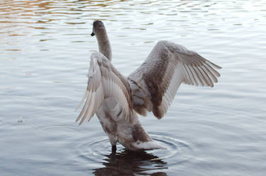 Juvenile Swan Wing Stock 1