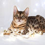 Festive Bengal Kitten Stock 1