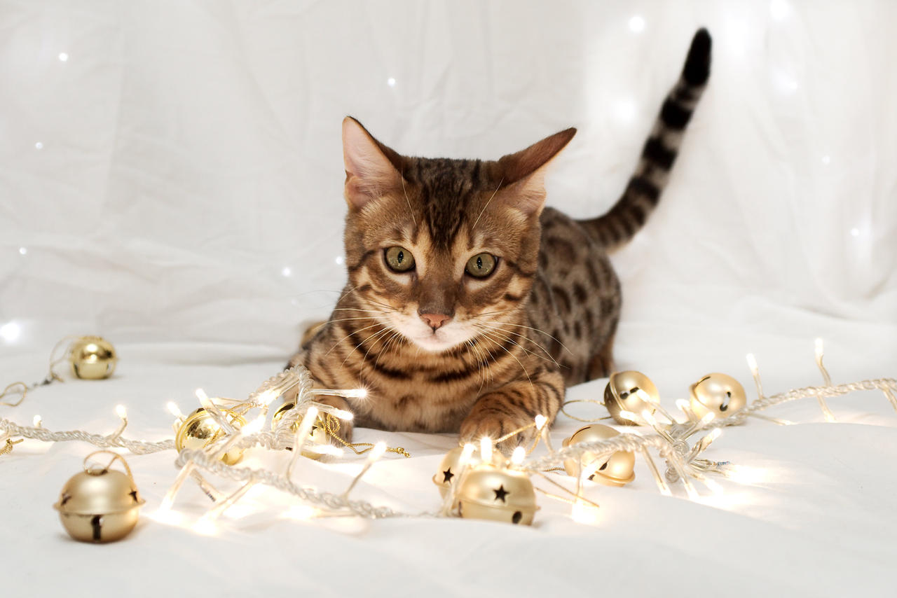 Festive Bengal Kitten Stock 3