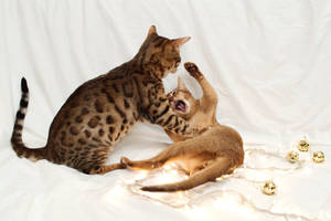 Festive Kitten Stock Outake 1