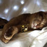 Festive Abyssinian Kitten Stock 1