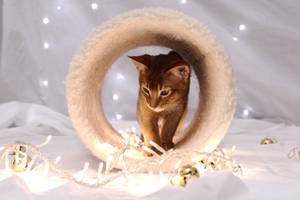 Festive Abyssinian Kitten Stock 2