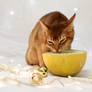 Festive Kitten Stock Outake 3