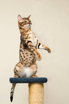 Upright Bengal Kitten Stock 1