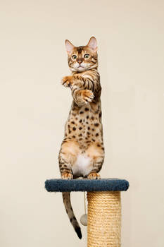 Upright Bengal Kitten Stock 2