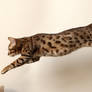 Bengal Kitten Leap 4