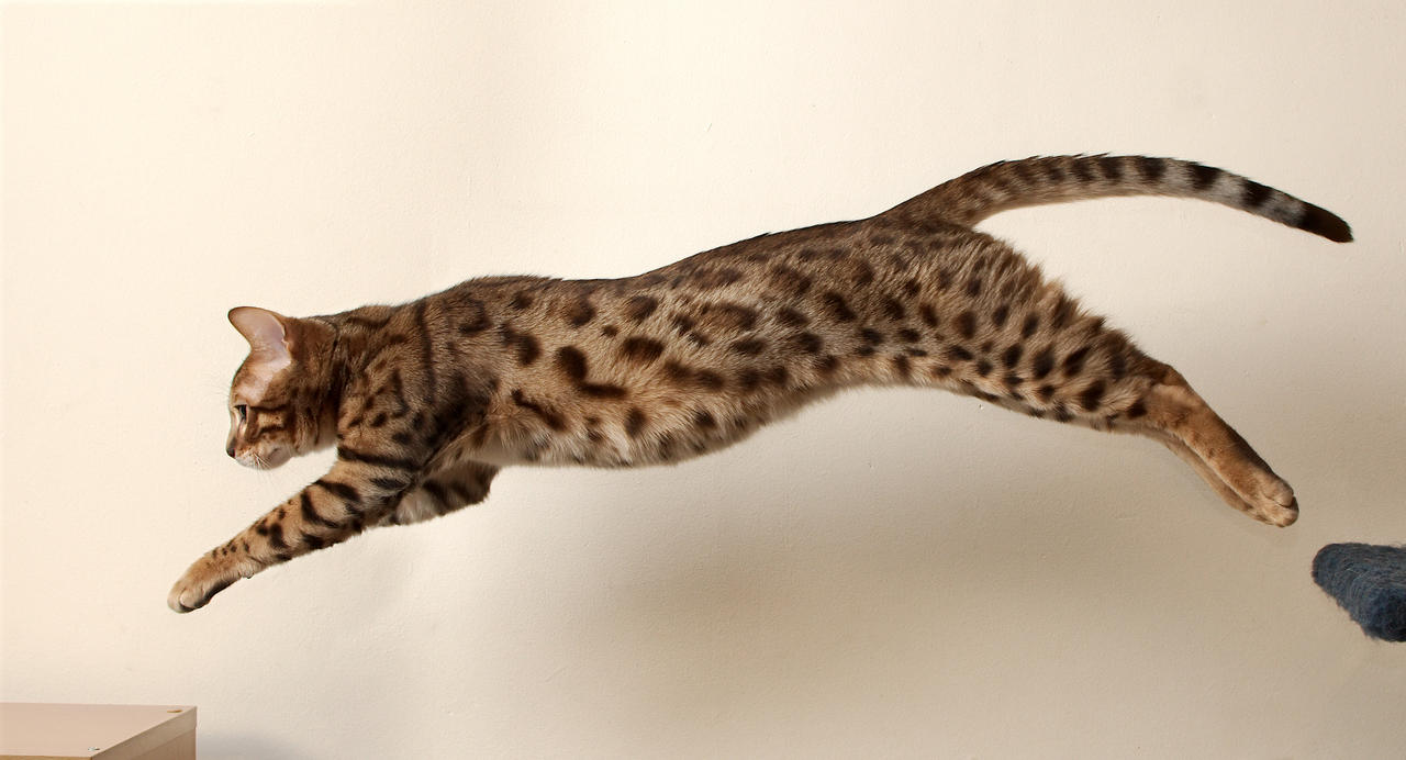 Bengal Kitten Leap 4
