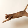 Abyssinian Kitten Leap 1