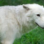 Arctic Wolf Cub 20120827-1