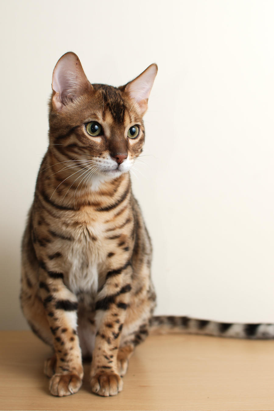 Sitting Bengal Kitten Stock 2