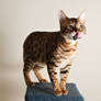 Bengal Kitten Stock - Tongue 1