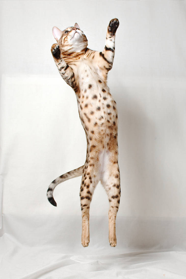 Bengal Kitten Vertical Leap 1 by FurLined