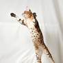 Bengal Kitten Vertical Leap 2