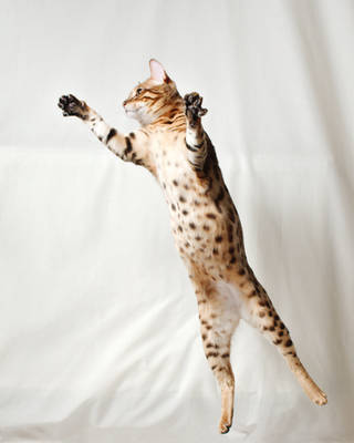 Bengal Kitten Vertical Leap 2 by FurLined