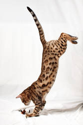 Bengal Kitten Drop Pounce 1