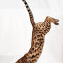 Bengal Kitten Drop Pounce 1