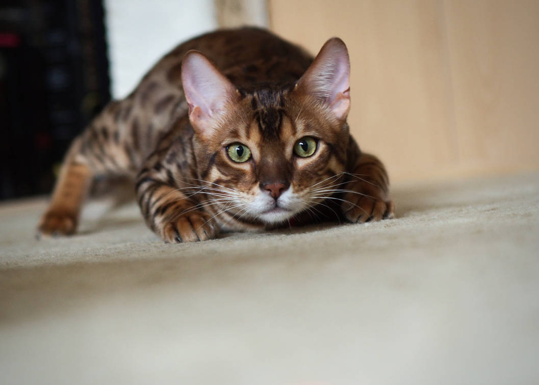 Bengal Kitten Ready To Pounce Stock 1 By FurLined On DeviantArt bengal-kitten-ready-to-pounce-stock-1-by-furlined-on-deviantart