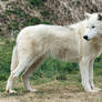 Arctic Wolf 20130401-1