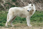 Arctic Wolf 20130401-1
