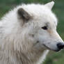 Arctic Wolf 20130401-2