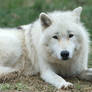 Arctic Wolf 20130401-3