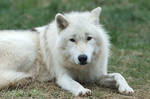 Arctic Wolf 20130401-3