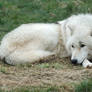 Arctic Wolf 20130401-4