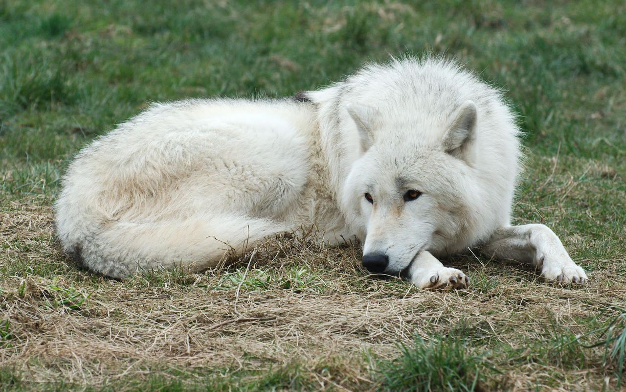 Arctic Wolf 20130401-4