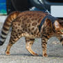 World's Biggest Cat