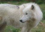 Arctic Wolf 20130401-5